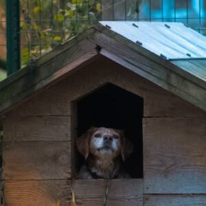 Wooden Dog Kennel — Outdoor, Weatherproof