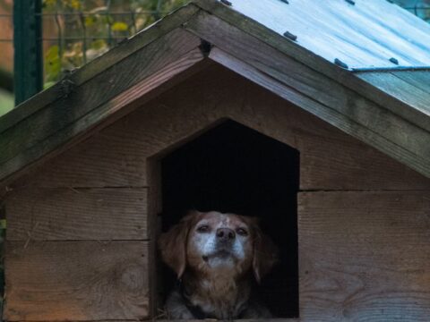 Wooden Dog Kennel — Outdoor, Weatherproof