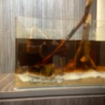 30cm x 20cm moulding fish tank