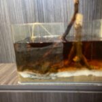 30cm x 20cm moulding fish tank