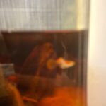 30cm x 20cm moulding fish tank